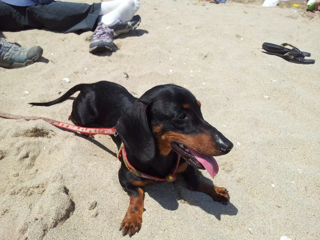 숏다리 사냥개 닥스훈트