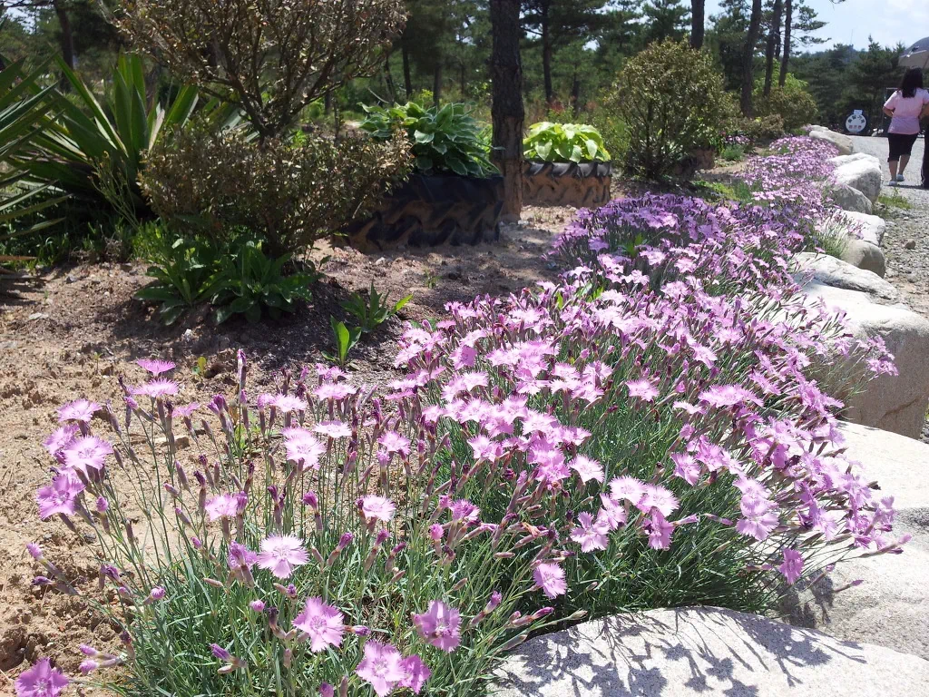 야영장 길가의 꽃