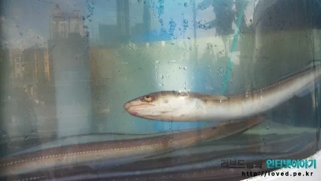 갤럭시S4 줌 카메라 촬영 사진