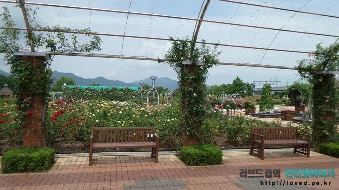 당일치기 여행 코스 곡성 섬진강 기차마을 장미공원 14 cfile25.uf@2331A13C53CCA82F1B36B8 섬진강 기차마을 장미 공원