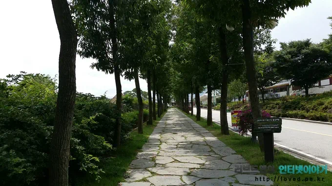 당일치기 여행 코스 곡성 섬진강 기차마을 장미공원 9 cfile3.uf@2332543953CCA723268B1F 곡성 섬진강 기차마을 가로수 길