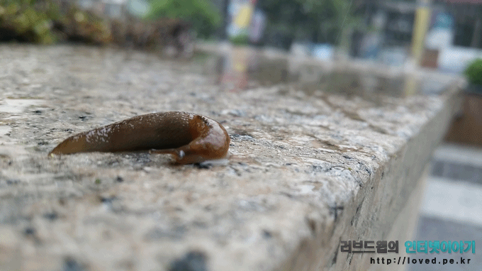 달팽이 한 마리